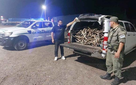Gendarmería decomisó 400 astas de ciervo en operativo vial en Entre Ríos