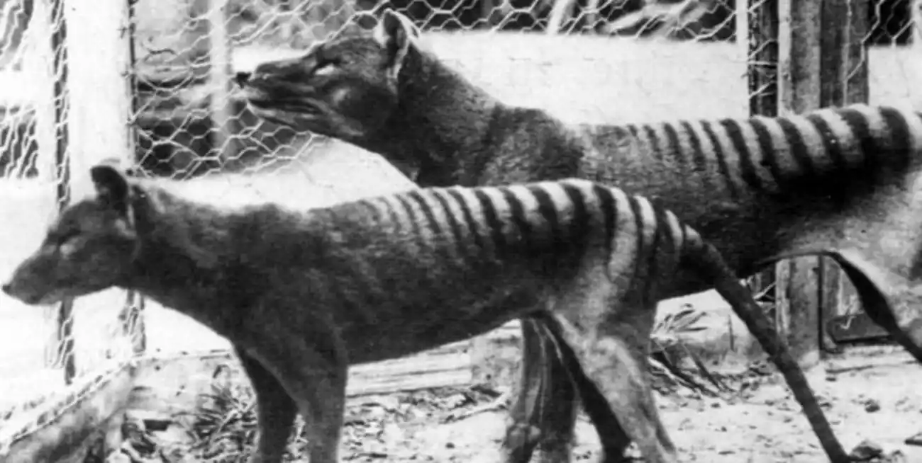 Tigres de Tasmania (hoy extintos) en el Zoo de Hobart Tasmania, en Australia (1933). Foto: World History Archive
