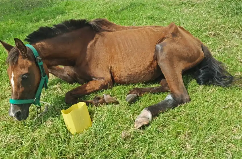 Golpe de calor desmayó a una yegua y detienen a su dueño por golpearla