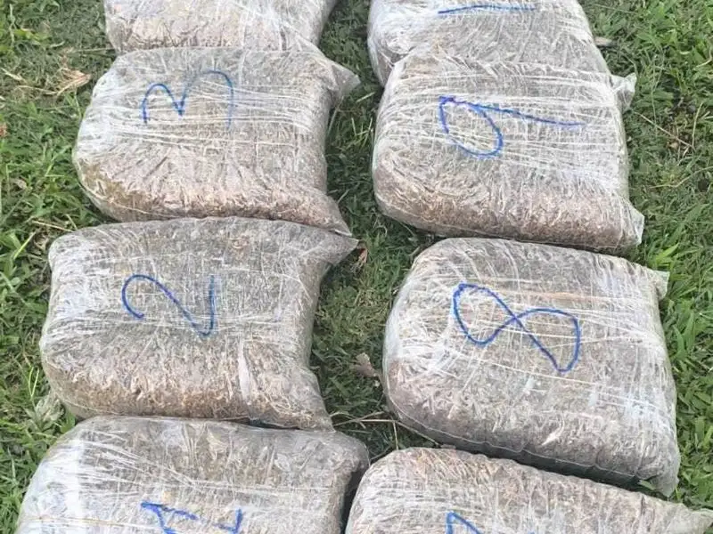 Golpe al narcotráfico en Mansilla: la Policía
secuestró marihuana valuada en $53 millones