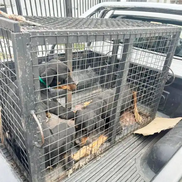 Rescatan tres perros en mal estado en una vivienda