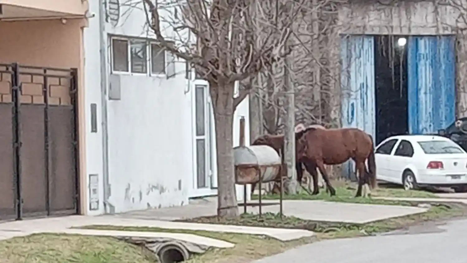 Caballos sueltos en Independencia y Maestro Reyna
