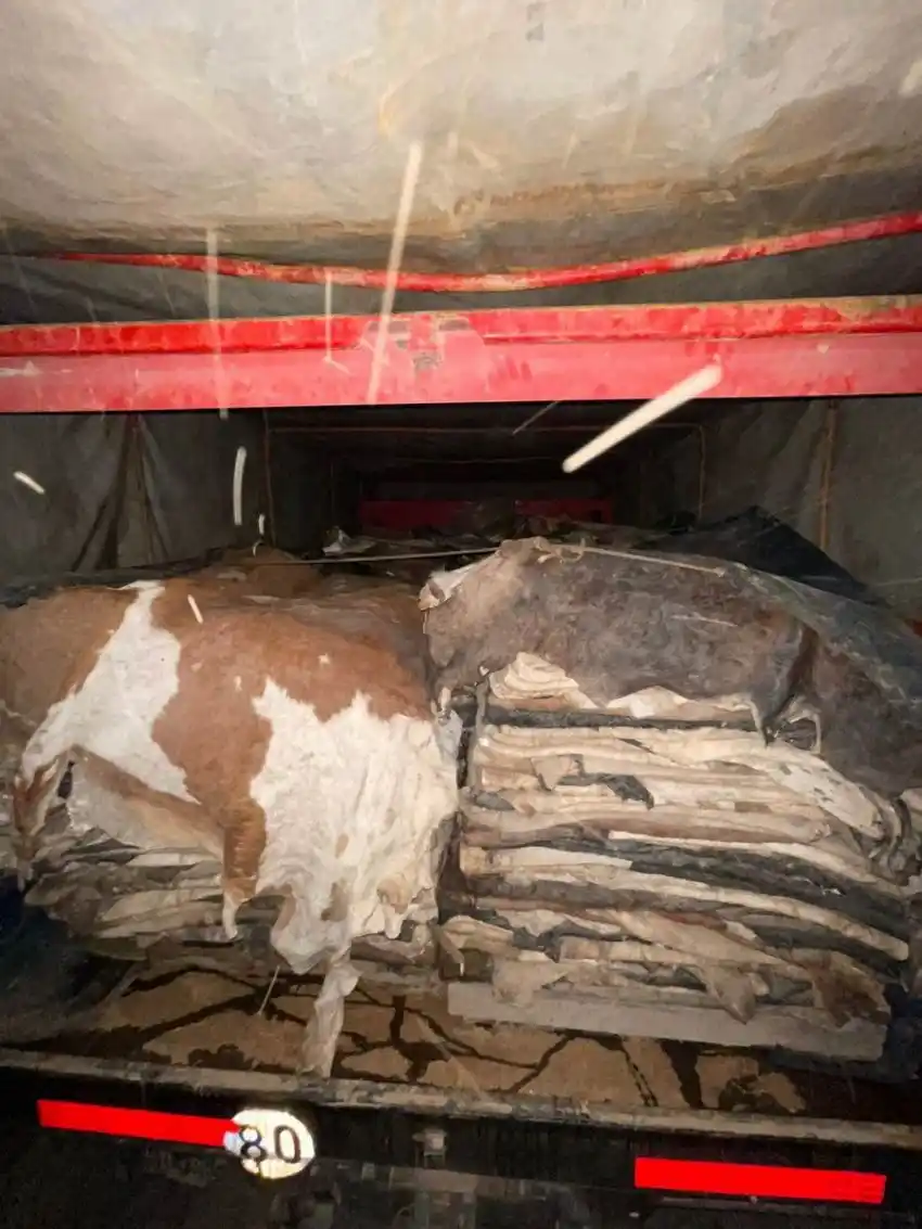 Detienen a 2 personas con 500 pieles y cueros de contrabando