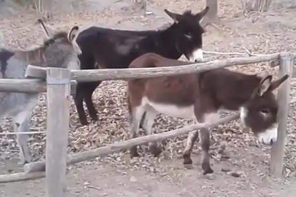 El video que rompe con el famoso mito sobre los burros 