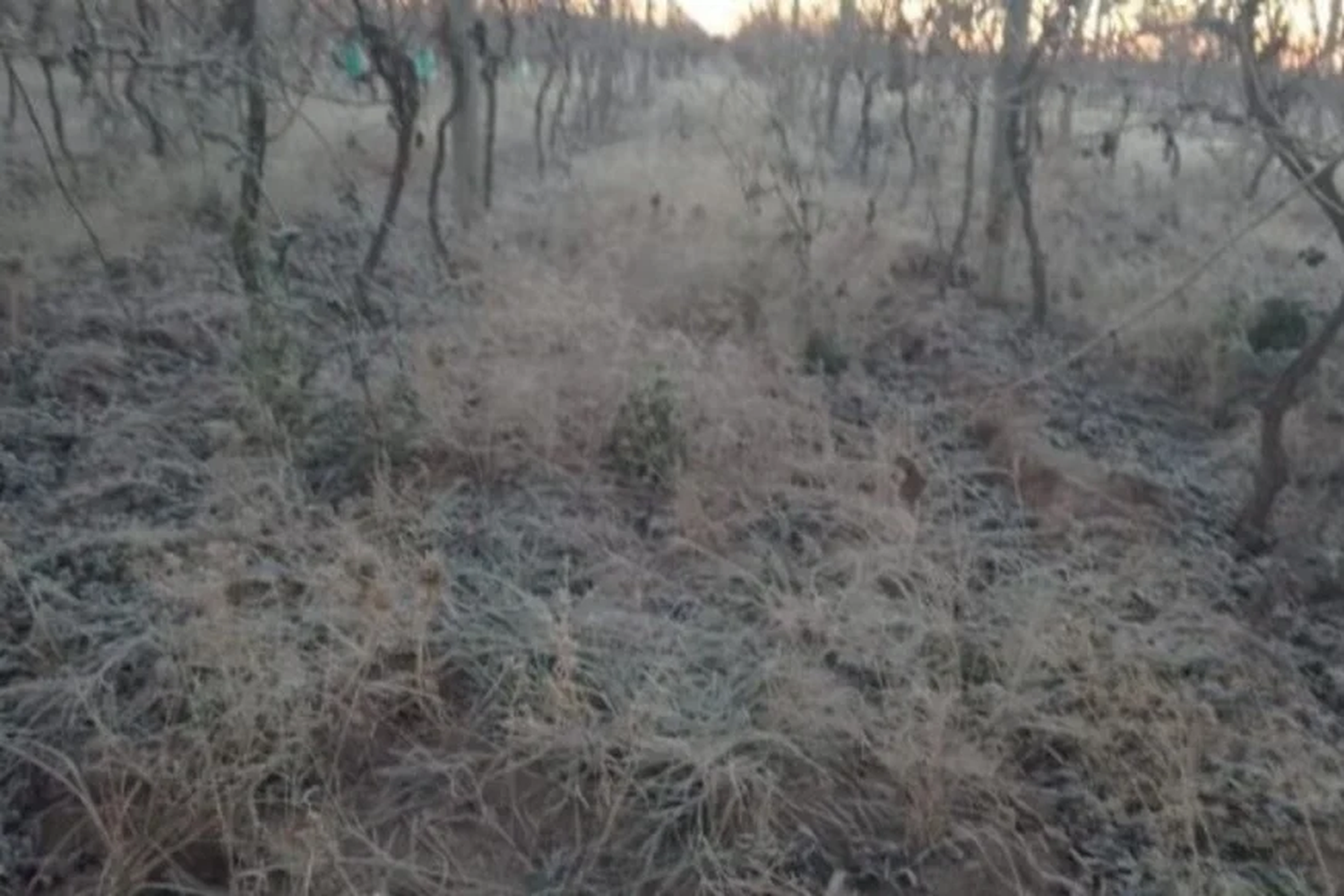 Campo