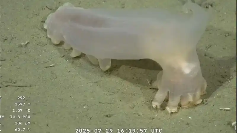 Uno de los seres descubiertos y visto en vivo en el fondo del mar.