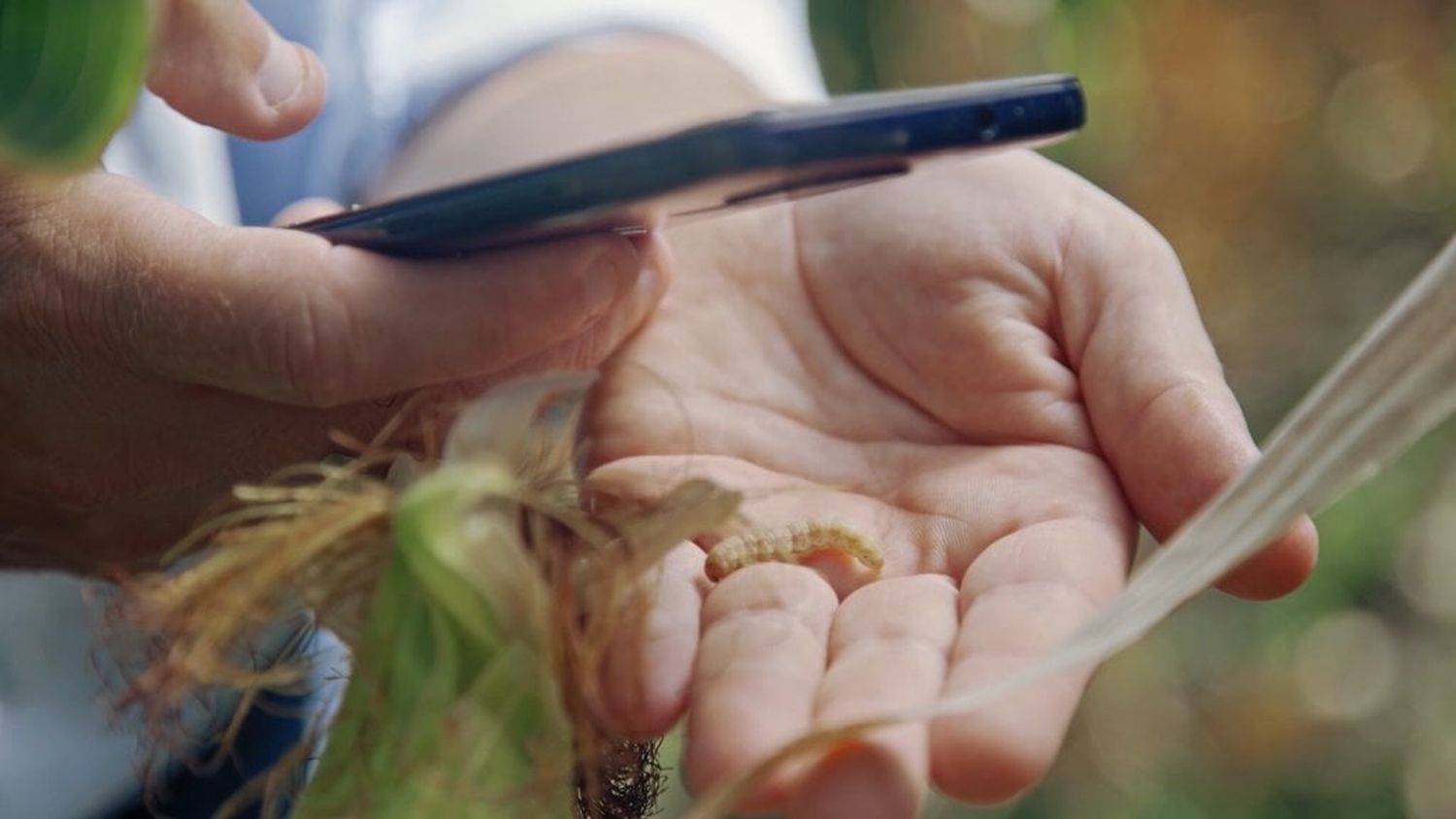 El Chat GPT transforma el sector agrícola