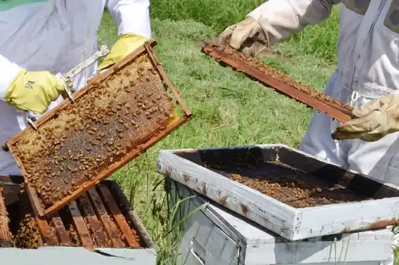 Brindarán un curso de acreditación de Inspectores Sanitarios Apícolas
