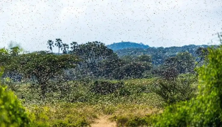 Una plaga de langostas pone en alerta a varios países de Sudamérica (Shutterstock)