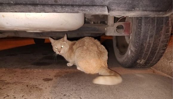 Encontraron a este gato en zona céntrica