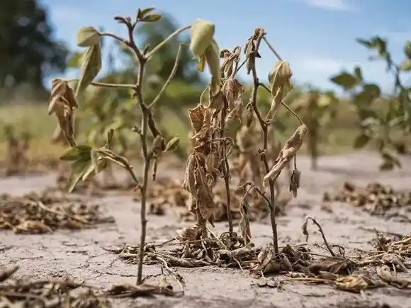 Chaco y Santa Fe en emergencia agropecuaria