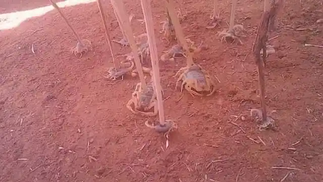 ¿APOCALÍPTICO?  Al menos 3 muertos y 500 heridos deja plaga de escorpiones en Egipto