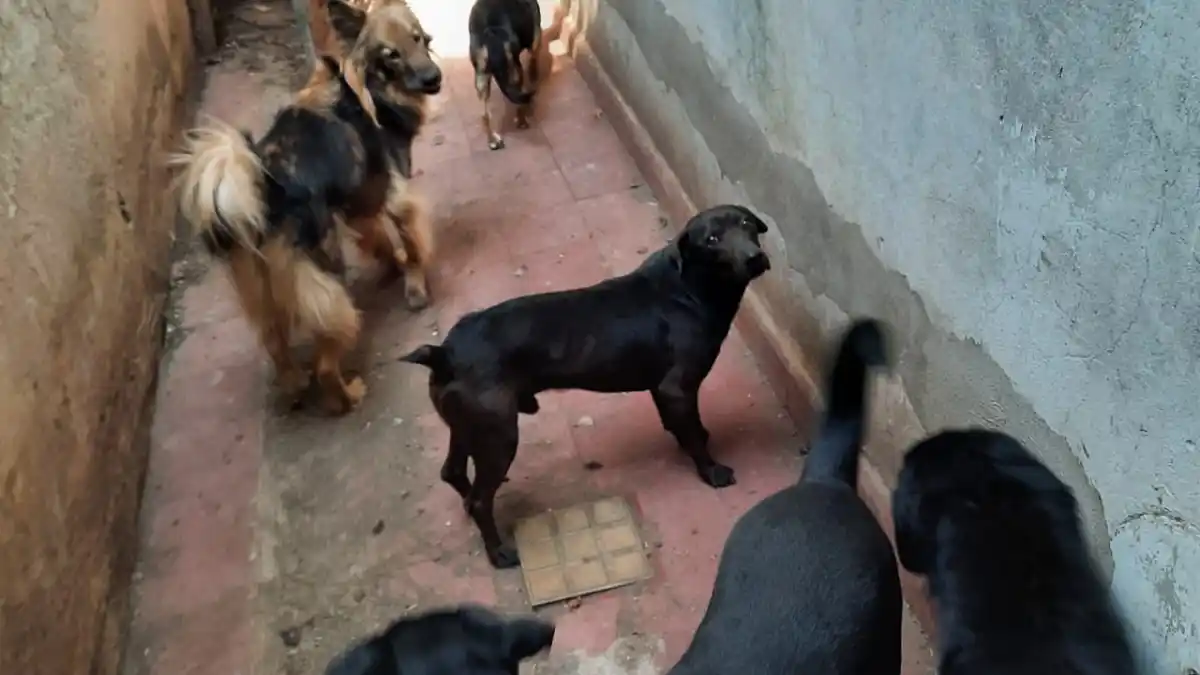 Se rescataron ocho perros tras una denuncia por maltrato animal