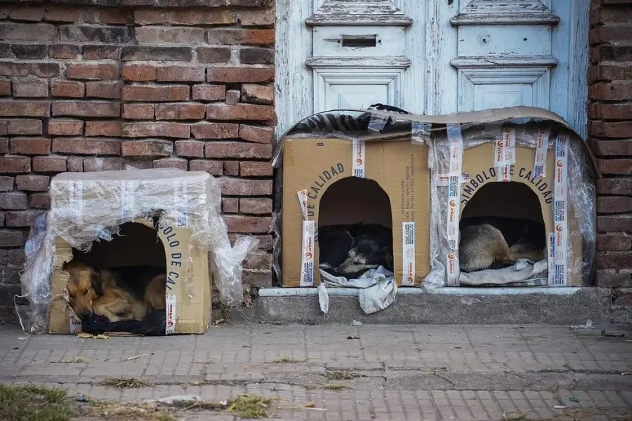 Tres cuchas de cartón y tres perros callejeros durmiendo en ellas: la historia detrás de la foto