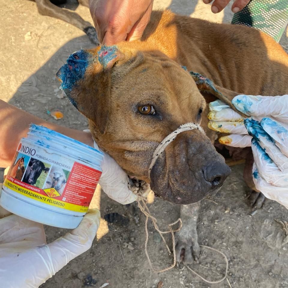 “Seamos Manada”: un trabajo silencioso que rescata animales y protege a la comunidad