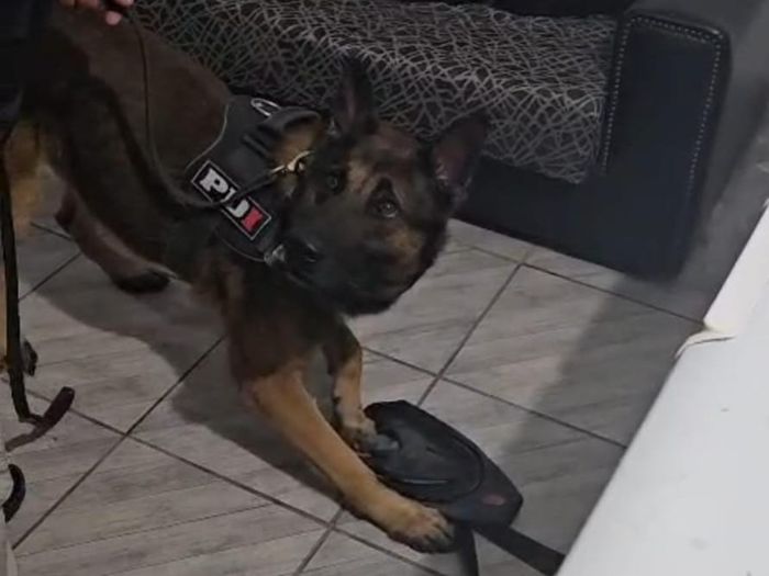 Perro de la PDI detecta elementos sopechosos