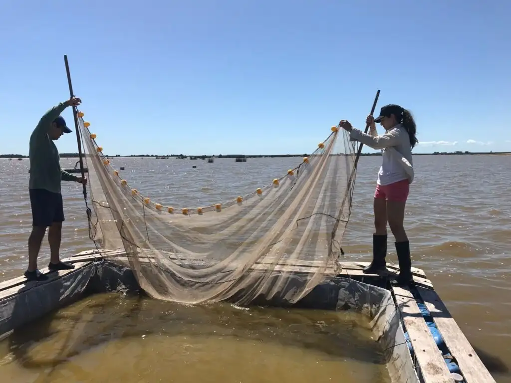 pesca