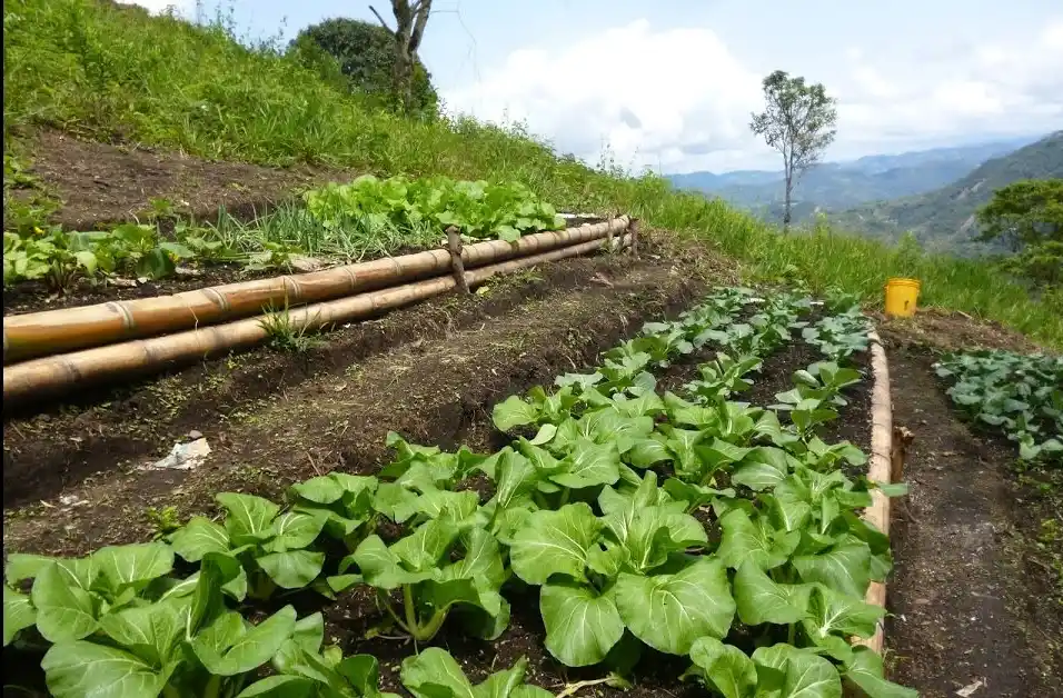 Proponen fomentar la agroecología a través de proyecto de ley
