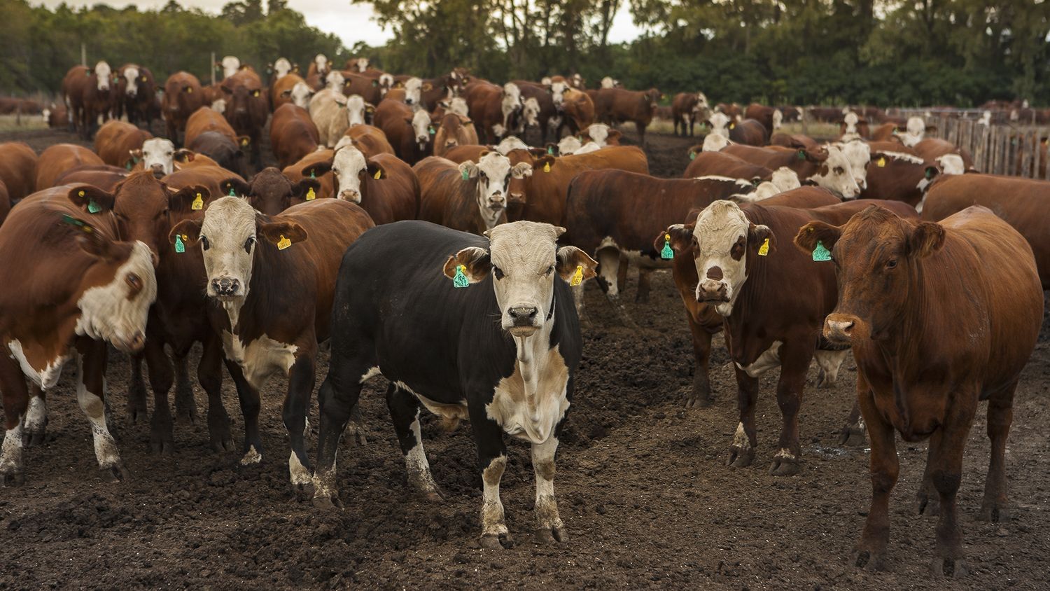 Acordaron que será de 49 pesos el costo por dosis contra la aftosa