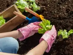 Huerta en otoño: qué siembro en mayo en Tandil