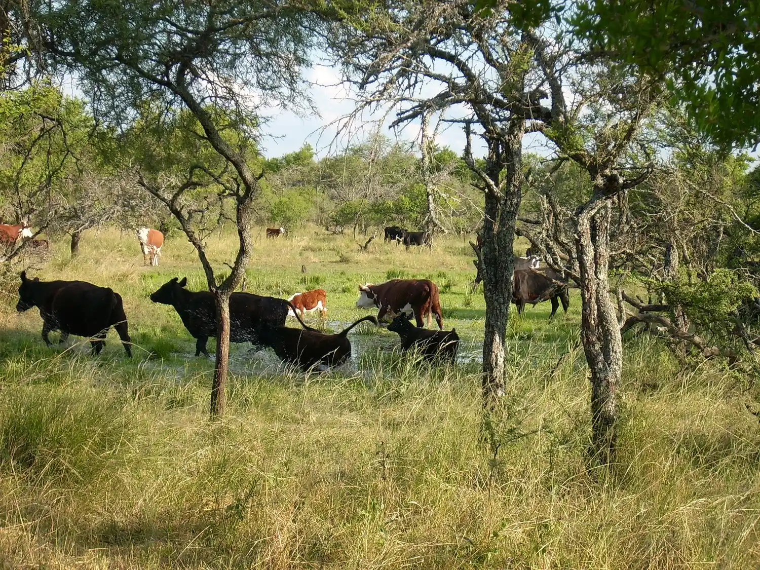 La provincia incentiva la conservación de bosques nativos y regeneración de áreas degradadas