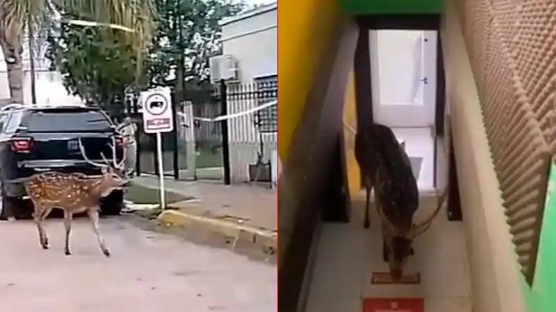 Vecinos atraparon a un ciervo que andaba suelto por las calles y un hombre lo mató