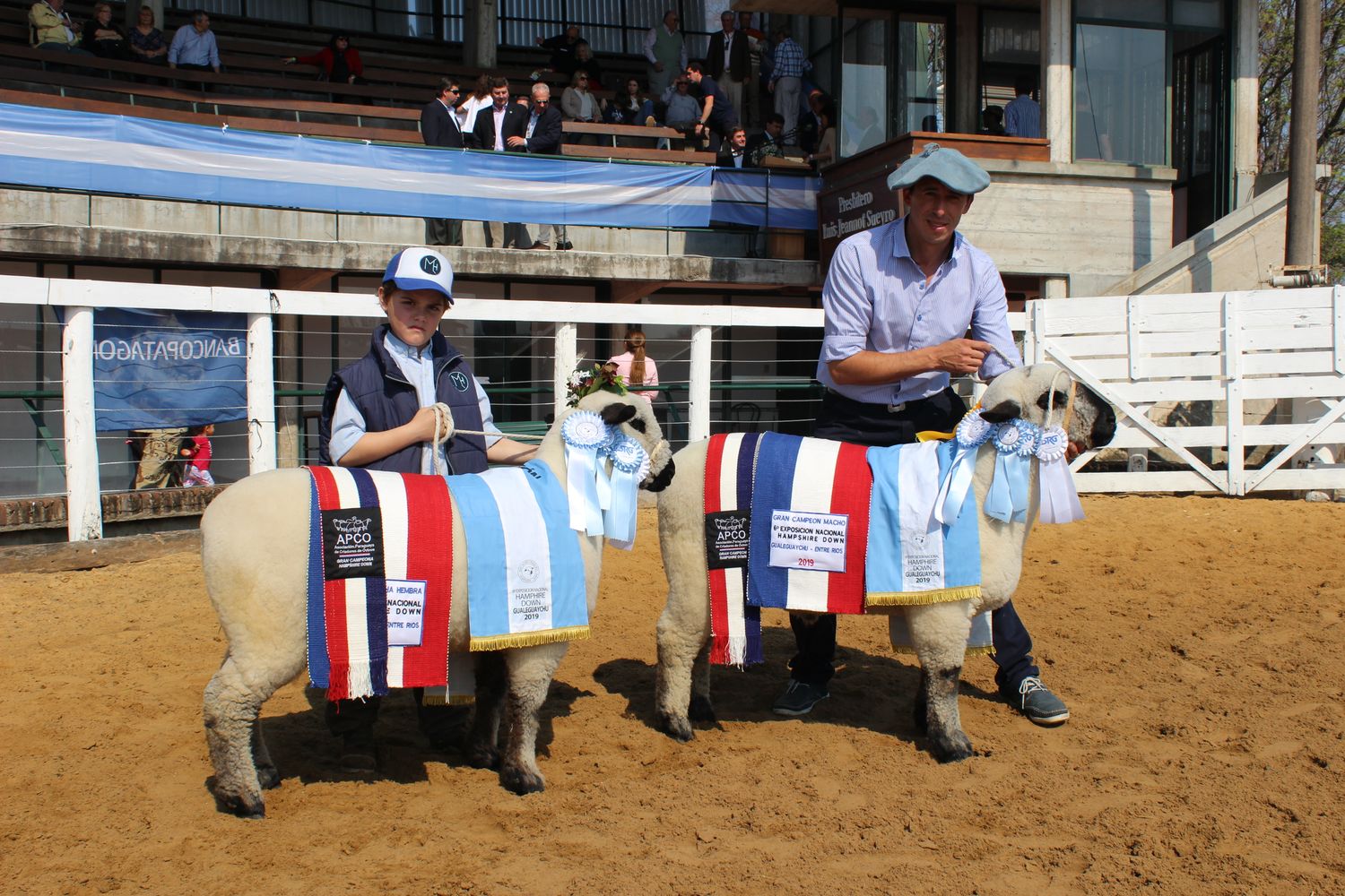 Los mejores Hampshire Down son de Cuchilla Redonda