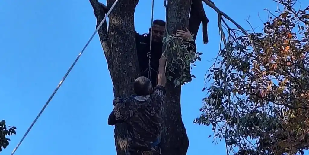 El hombre había quedado atrapado entre dos ramas y con la motosierra encendida. El Litoral