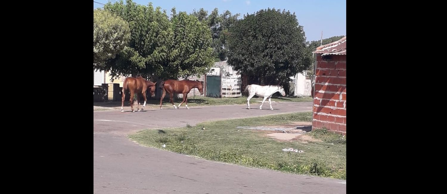 Caballos sueltos en Aulí y Las Provincias