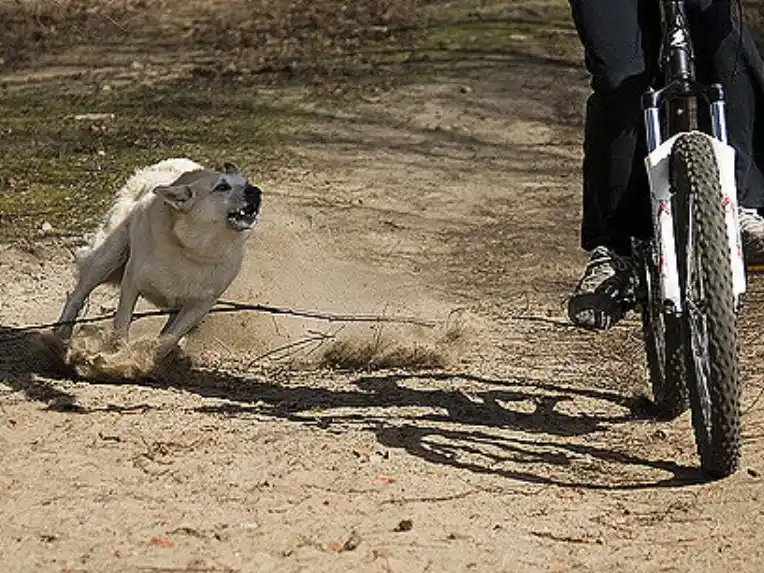 ¿Gualeguay debería aplicar multas a los dueños de perros mordedores?