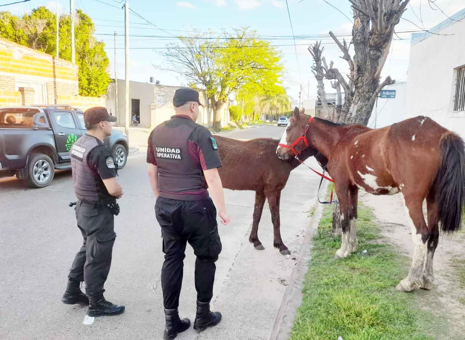 La municipalidad retuvo dos equinos por circular en la zona prohibida