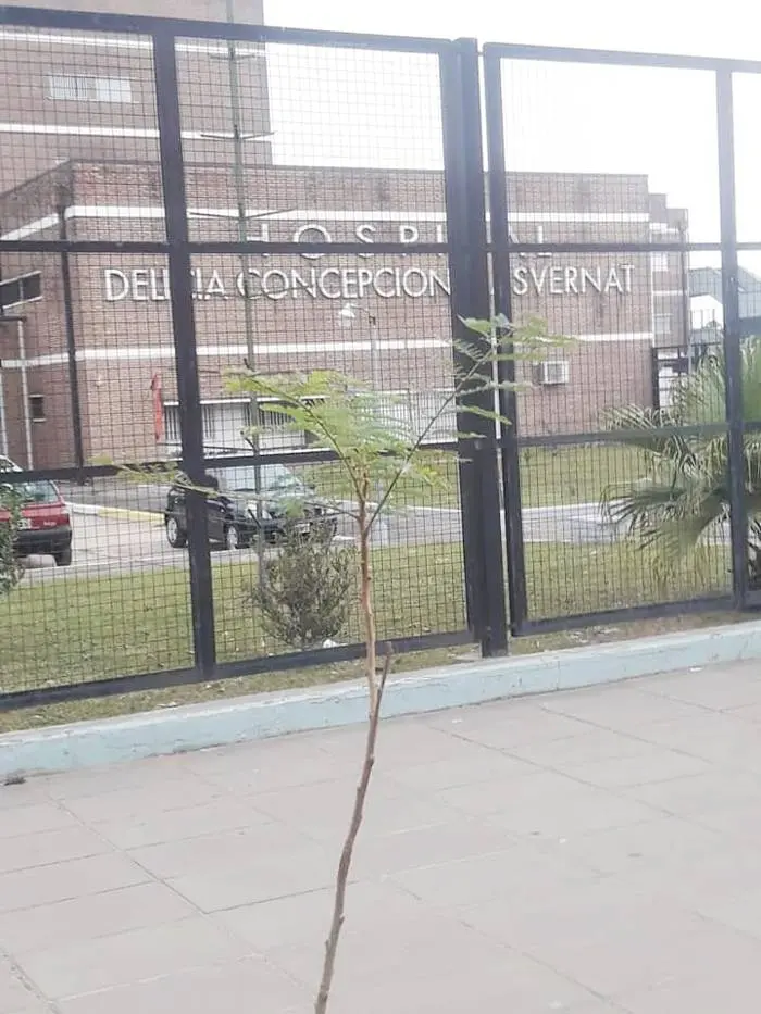 Programa municipal de  arbolado urbano: 150 ejemplares en el Masvernat