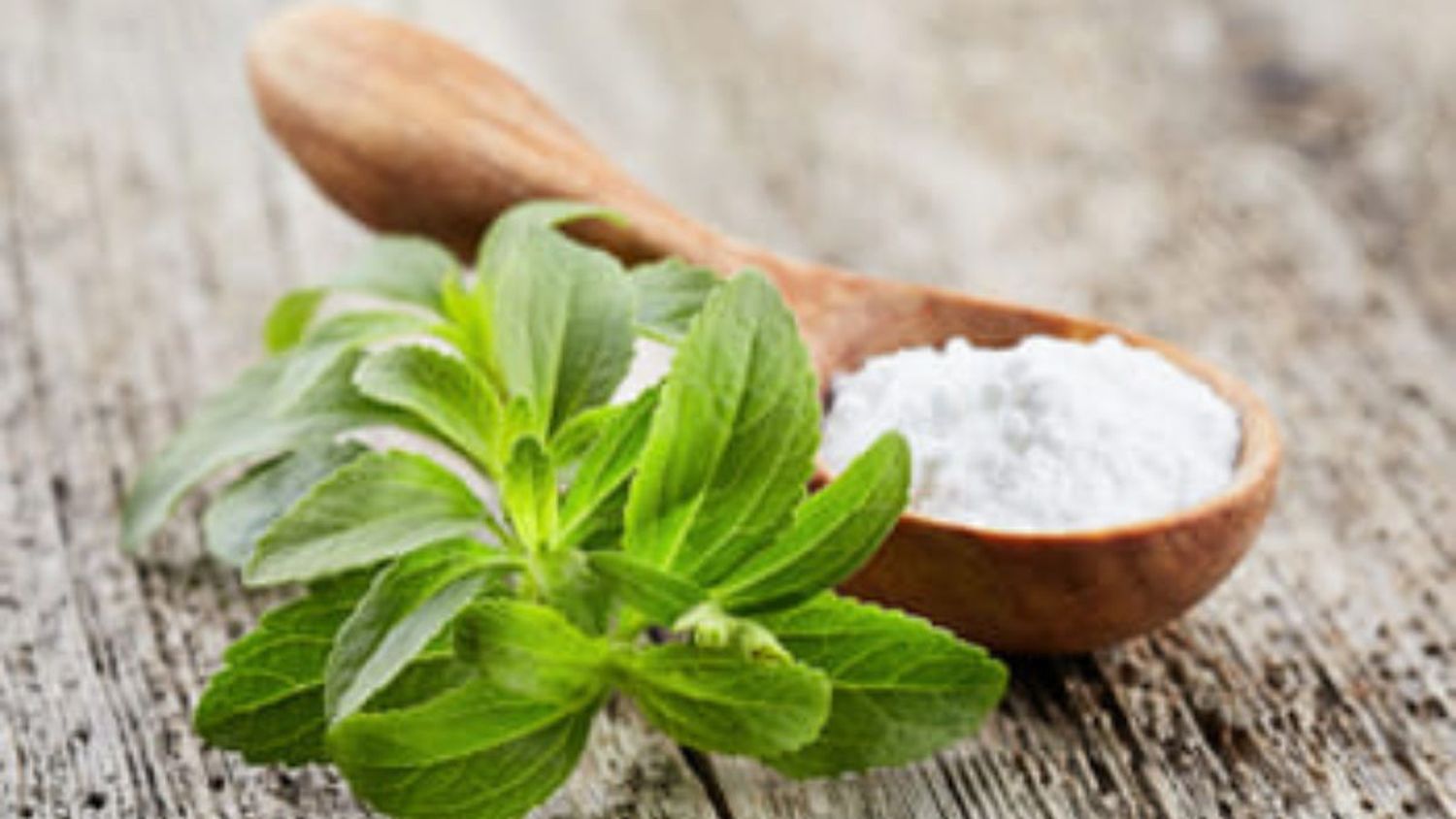 Aprende a hacer endulzante natural con Stevia (+Video)