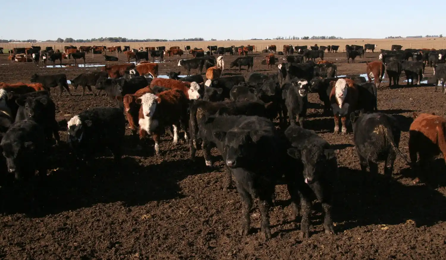 Los feedlots, la seca y su impacto en la dinámica de precios