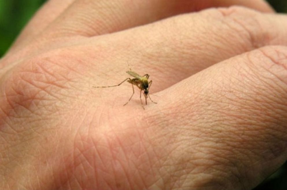 14 provincias argentinas presentan "circulación viral" de dengue