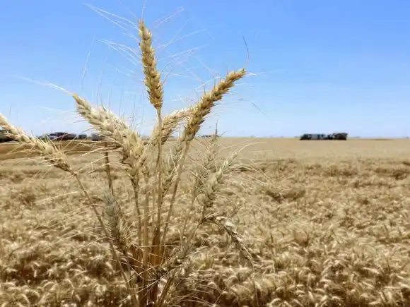 El Banco Mundial prevé baja en los commodities y enciende alarma por impacto de La Niña en la Argentina