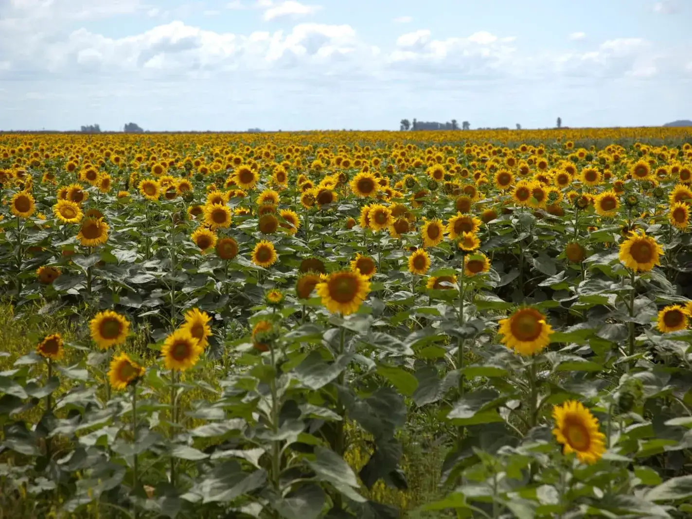 El girasol es el cultivo en ascenso en la Argentina en el rubro exportaciones del campo.