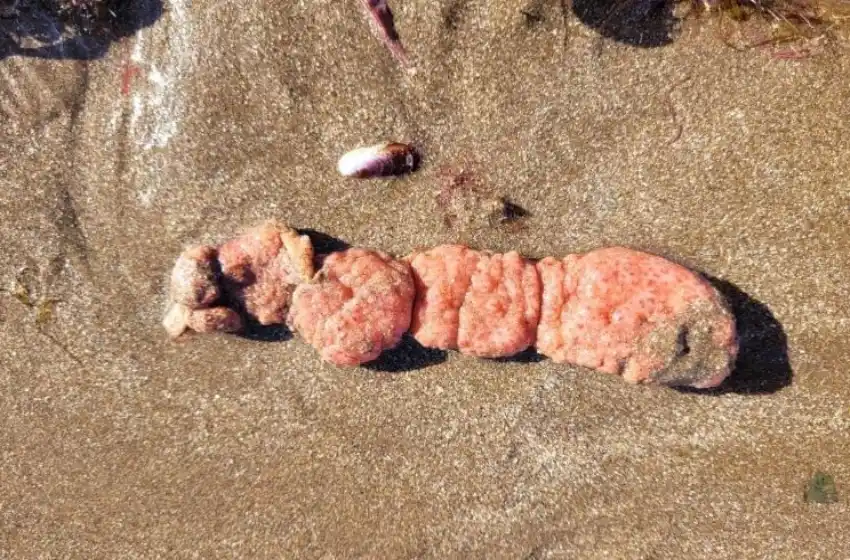 Papas de mar, los organismos que colmaron las playas del sur de Mar del Plata