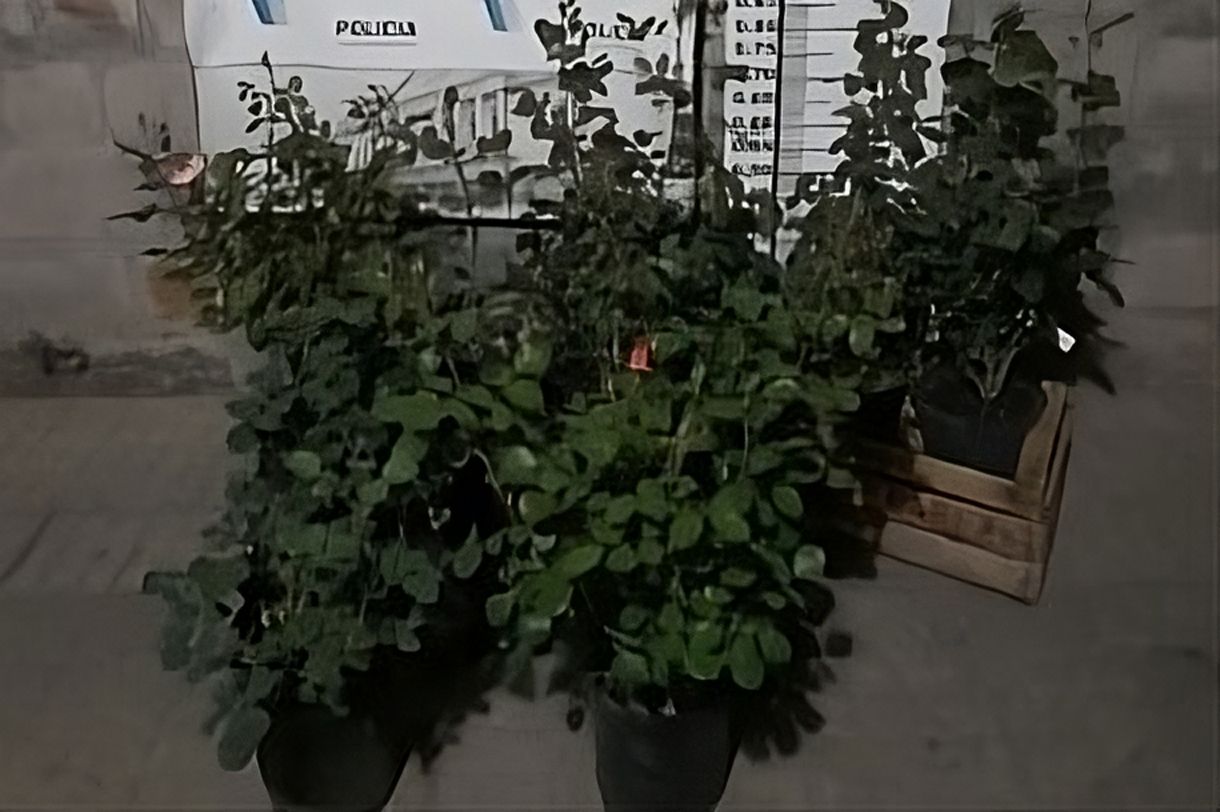 Detuvieron a adolescente que robó rosas de un vivero