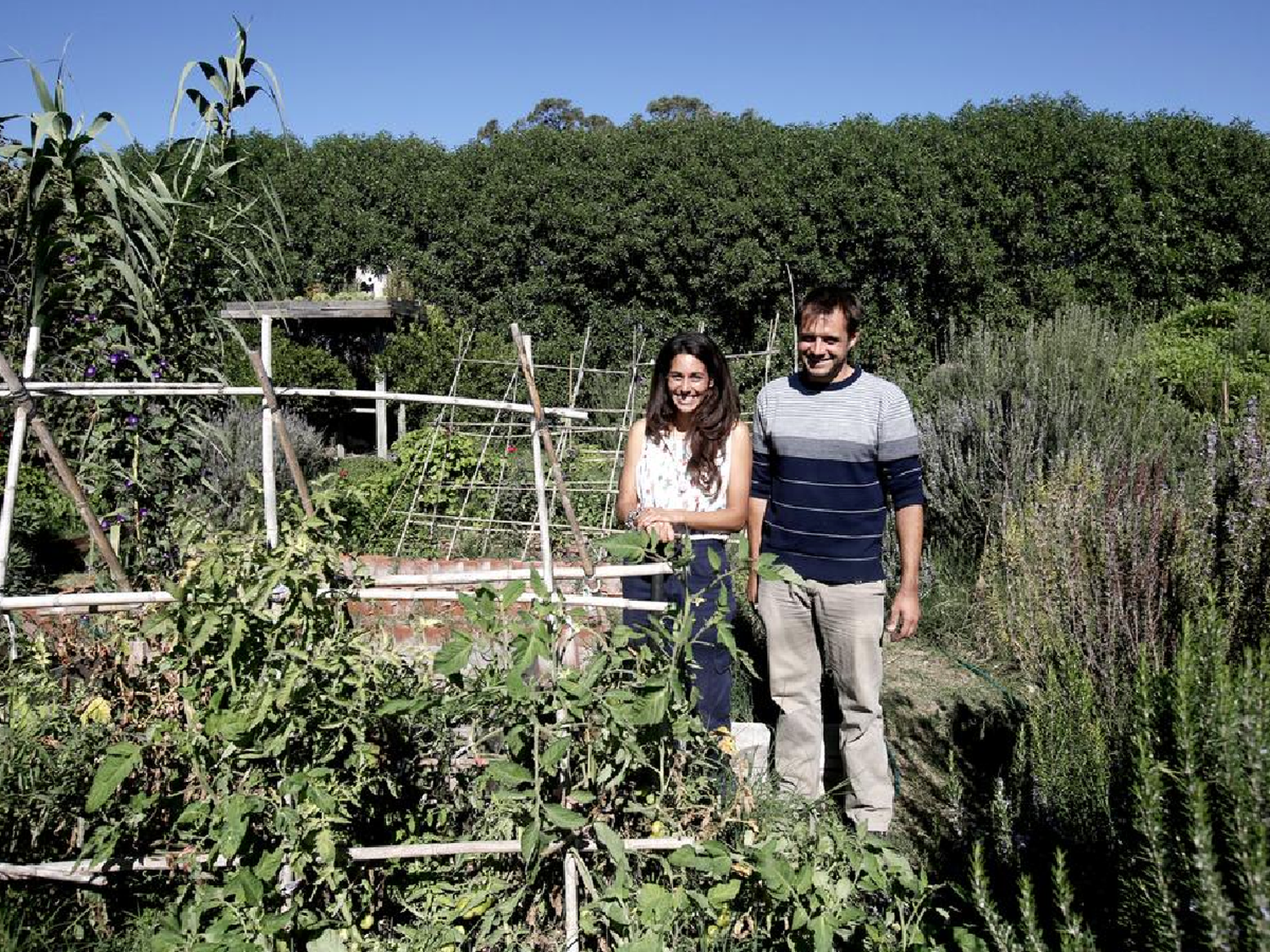"Sírvase usted mismo": la ciudad argentina que se llenó de árboles frutales
