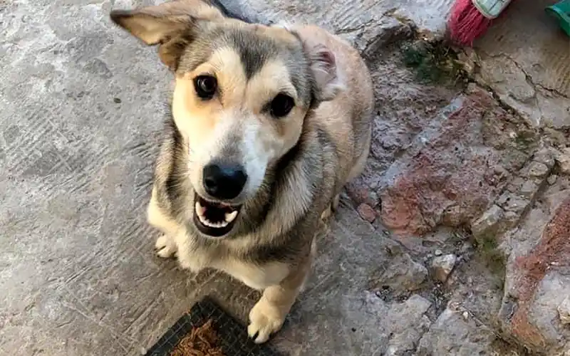 Encontraron esta perrita