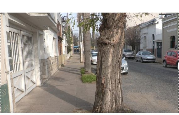 “No es un capricho mío”, aseguró una frentista que reclama que extraigan un árbol de su vereda
