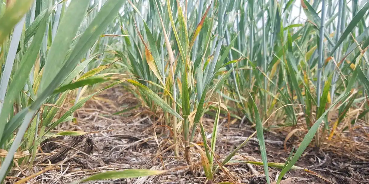 Preocupa el estado de los trigales por falta de lluvias