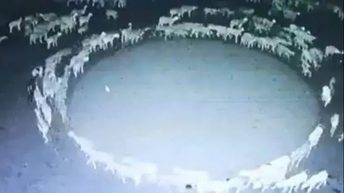 El misterio de las ovejas que giran en círculos hace más de 12 días