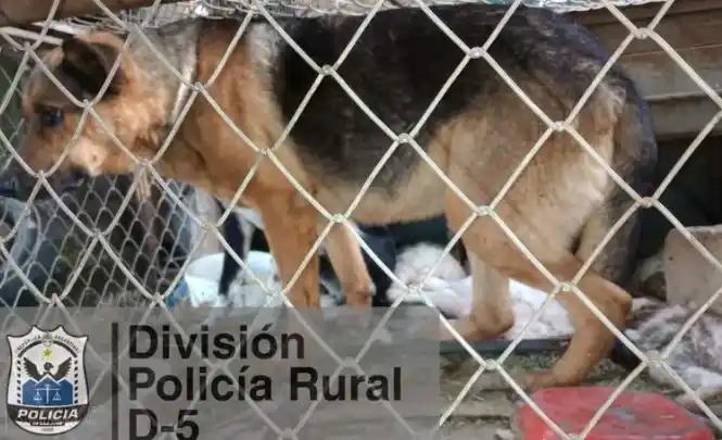 Crimen en cuatro patas: acusan de “conejicidio” a dos perros en San Juan
