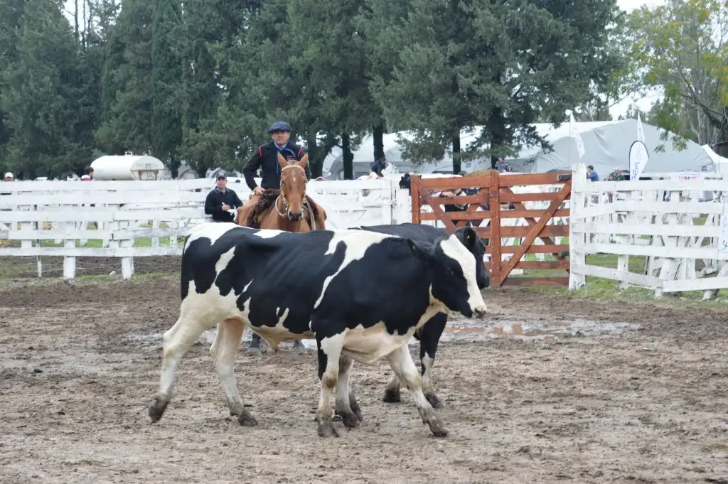 Se estima que en Entre Ríos se producen 572 millones de litros anuales de leche