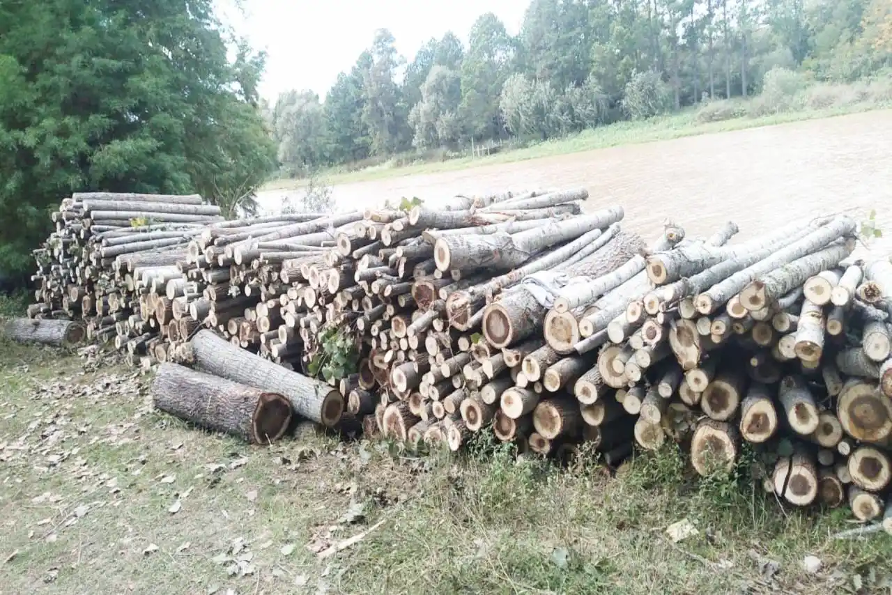 Se reactiva el vivero forestal Delta en Villa Paranacito