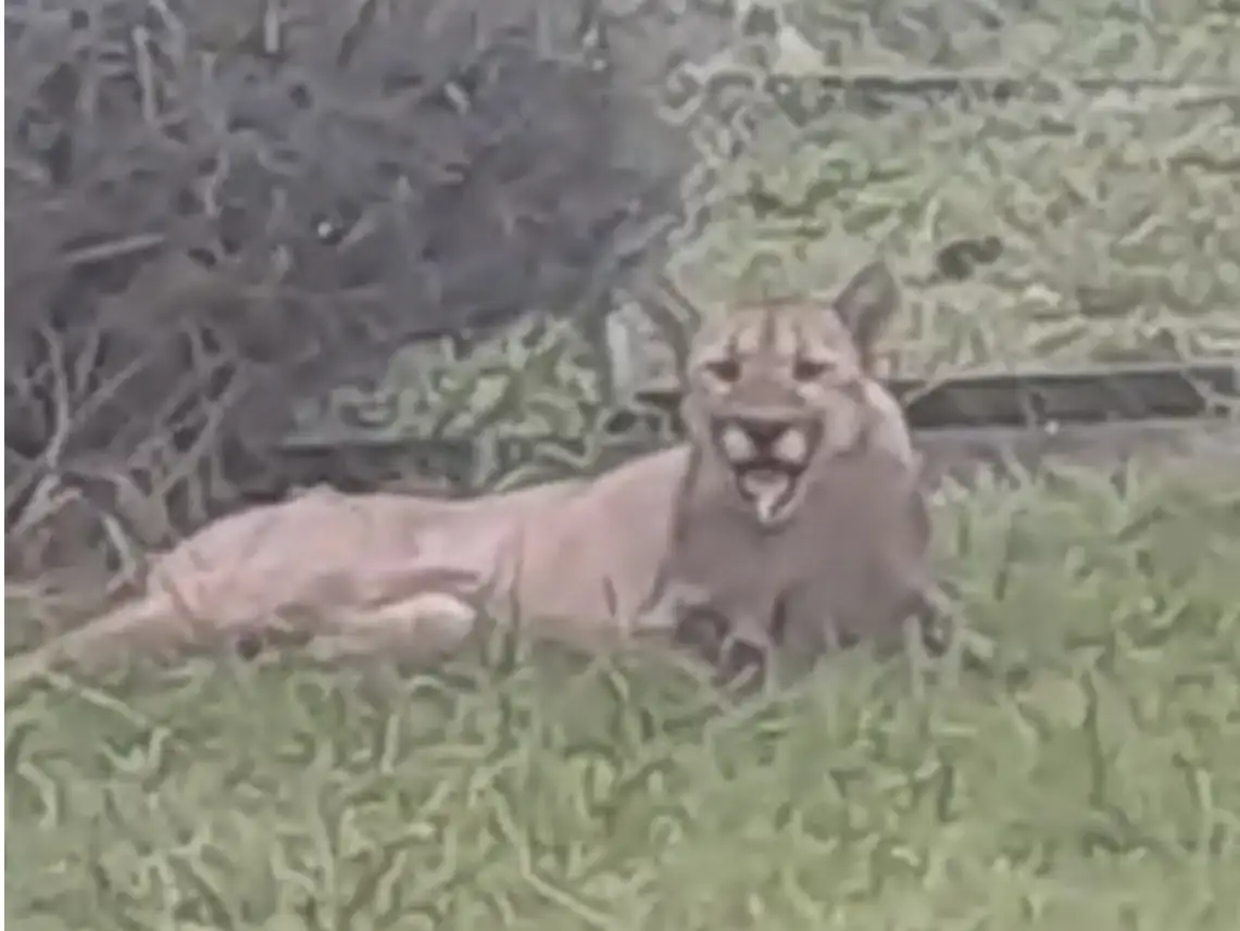 El puma se posó en el patio de una vivienda.