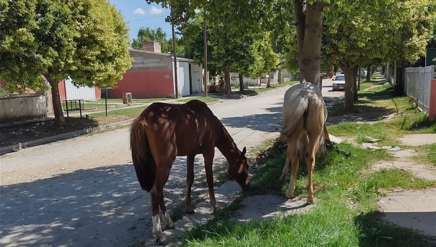 El peligro de los caballos sueltos