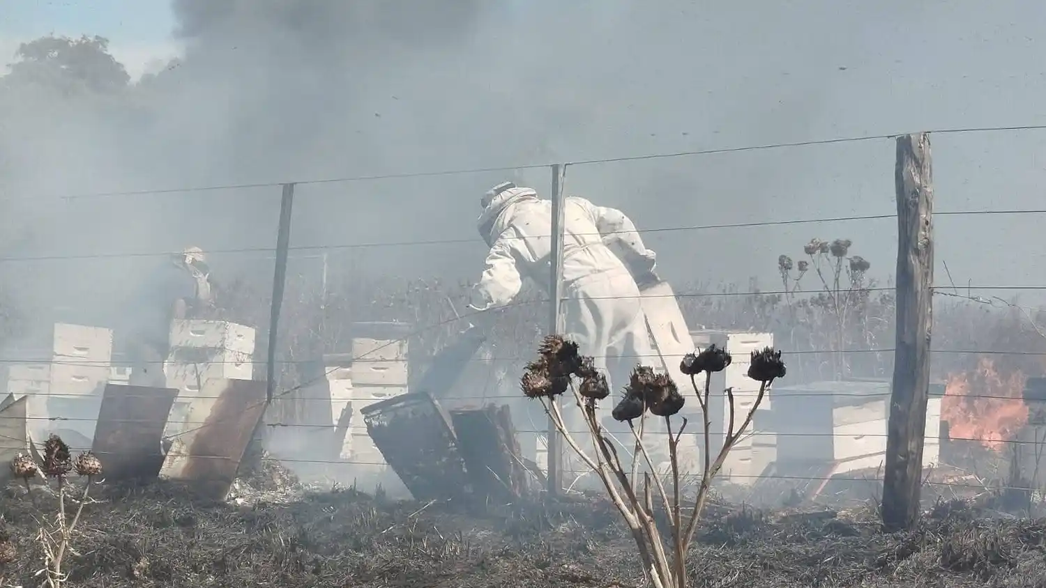Siniestro. De proporciones en la zona de Energía, provocó la muerte de miles de abejas que estaban en las casillas